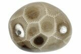 Small Polished Petoskey Stones (Fossil Coral) - Michigan - Photo 3